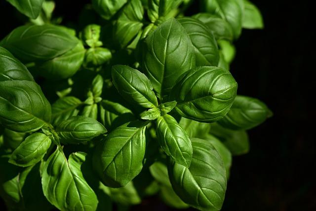 Herb Garden Delights: Infusing Flavor into Every Dish