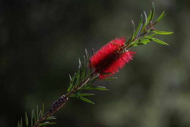 Native‍ Plants, Native Beauty: Embracing Local Flora in Garden Design